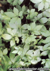 ʹHerbaGynostemmatisPentaphylli/ʹ Herba Gynostemmatis Pentaphylli 